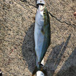 イカはいなかったよう。