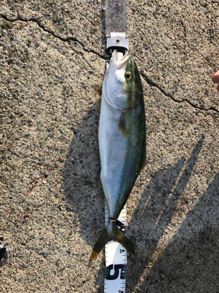 イカはいなかったよう。