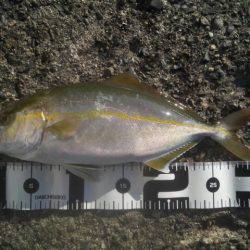 台風通過後タチウオ