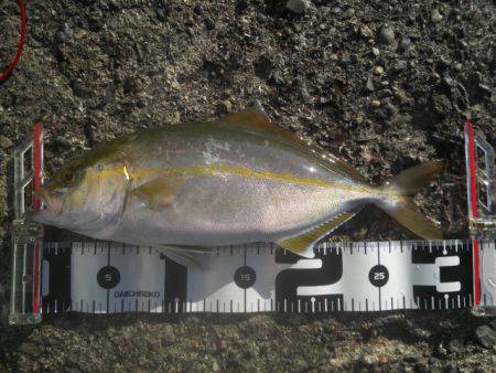 台風通過後タチウオ