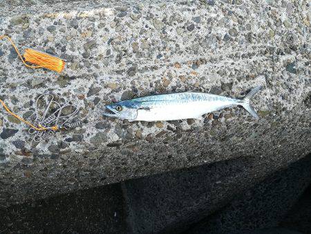 初太刀＆さごし