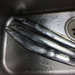 今日は時合いが早かった