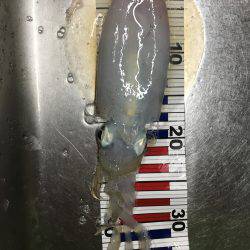 アオリをジックリ狙って