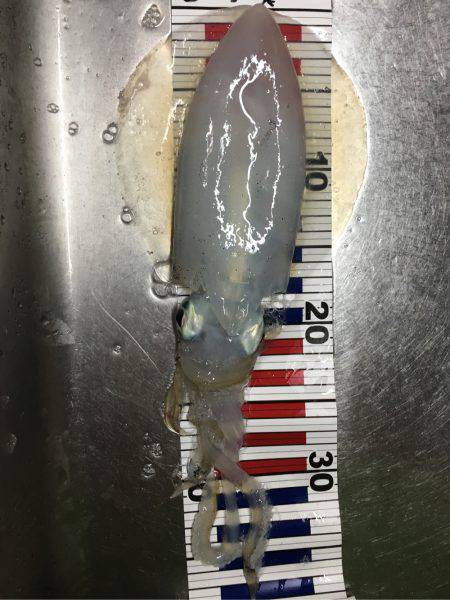 アオリをジックリ狙って