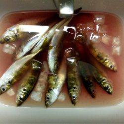 アジは裏切らない