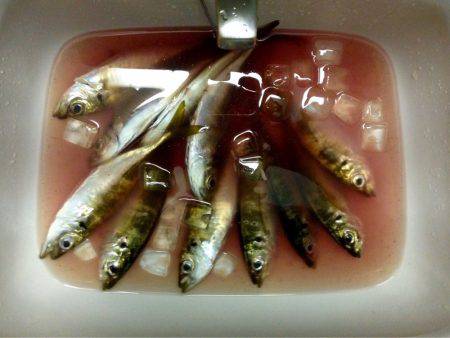 アジは裏切らない