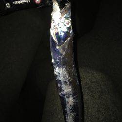 タチ・サゴ・ハマチ\( ‘ω’ )/