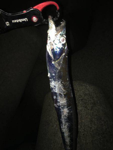 タチ・サゴ・ハマチ\( ‘ω’ )/