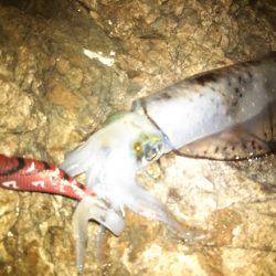 タチウオ&エギング