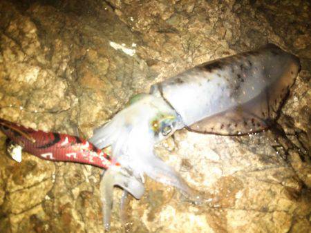 タチウオ&エギング