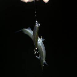 秋の釣りシーズン