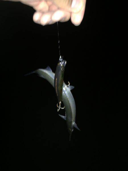 秋の釣りシーズン