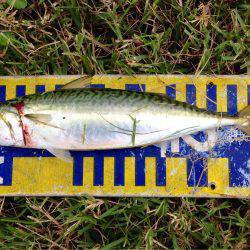 アジングレクチャー