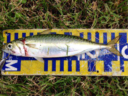 アジングレクチャー