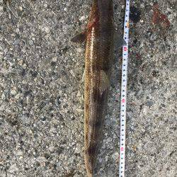 タチウオ青物調査