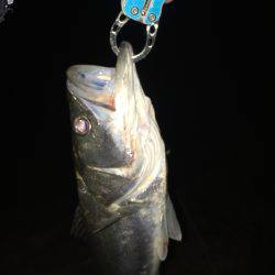 淀川シーバス 秋の気配