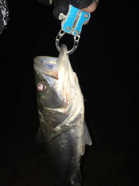 淀川シーバス 秋の気配