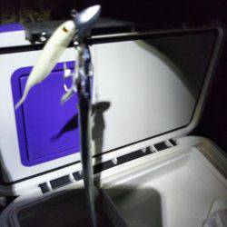 タチウオワインド調査