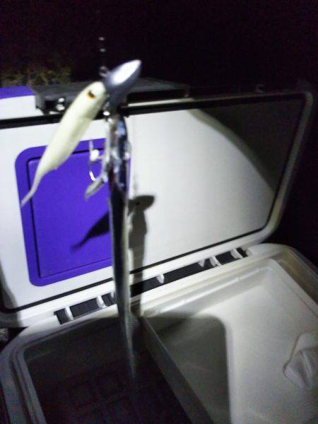 タチウオワインド調査