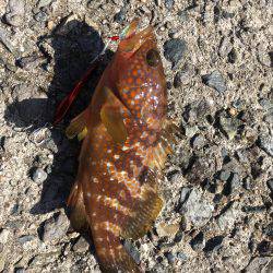 初めてのエギング