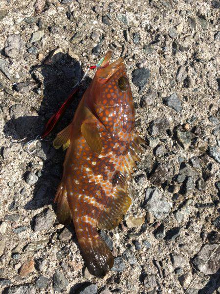 初めてのエギング