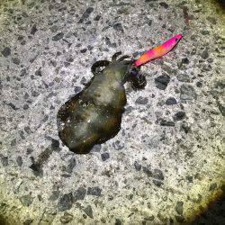 釣れるけどサイズがちっちゃい