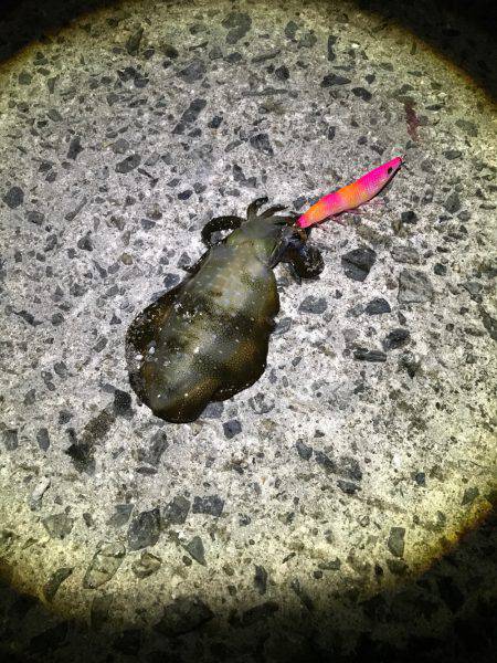 釣れるけどサイズがちっちゃい