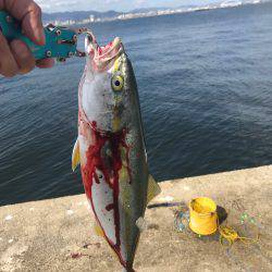 ショアジギシーズン最高！