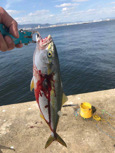 ショアジギシーズン最高！