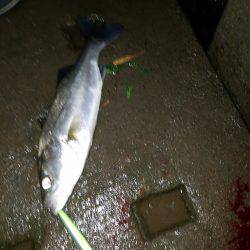 ナイトシーバス