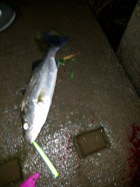 ナイトシーバス