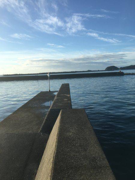 雨上がりの早朝新宮港でオオモンハタ