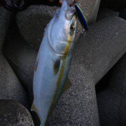 ミノーとトップでサゴハマチ(‘0’)/