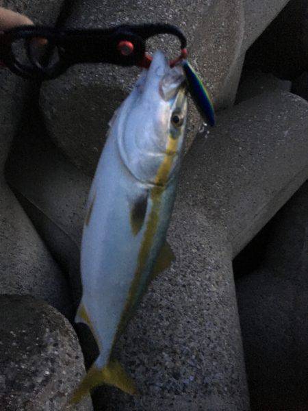 ミノーとトップでサゴハマチ(‘0’)/