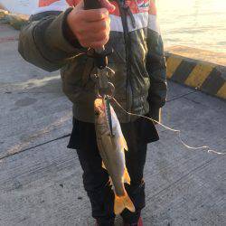 子供とシーバス釣り