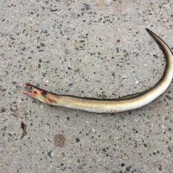 タチウオ小さい