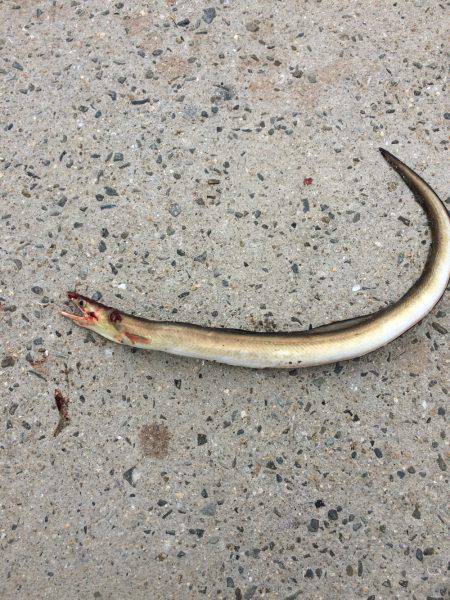 タチウオ小さい