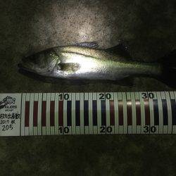 エギング失敗からのシーバス