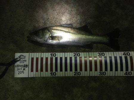 エギング失敗からのシーバス