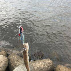 メタルジグでも釣れた！