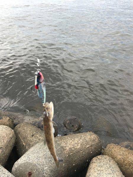 メタルジグでも釣れた！