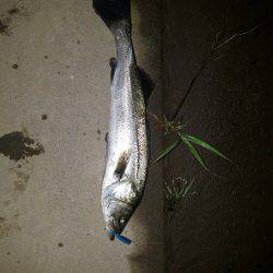 シーバスフィッシング