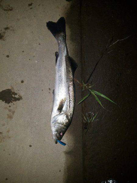 シーバスフィッシング