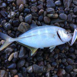 ニューロッドでアオリ他