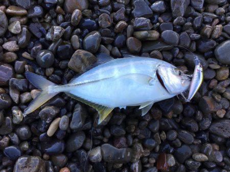 ニューロッドでアオリ他