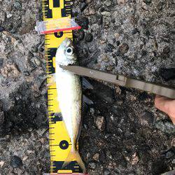 久しぶりの柴山港アジング