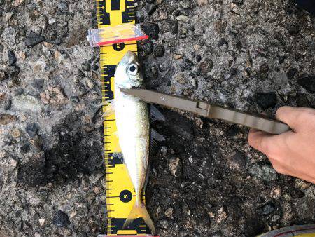 久しぶりの柴山港アジング