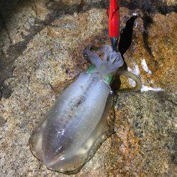 ナイスサイズ！