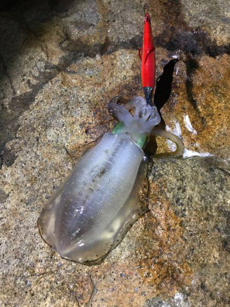 ナイスサイズ！