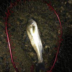 秋パターン突入(*･ω･)ﾉ